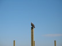 A local hawk