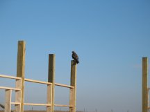 A local hawk