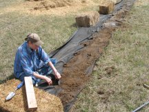 Planting caraganas