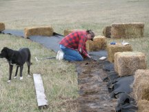 Planting caraganas