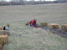 Planting caraganas