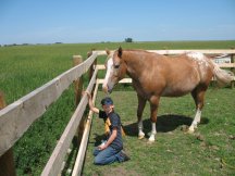 Austin and Sneaker finish the fence