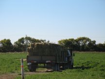 Our first hay sale