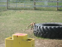 Fox shows up for a drink