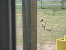 Fox shows up for a drink