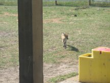 Fox shows up for a drink