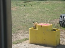 Fox shows up for a drink