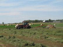 Making hay