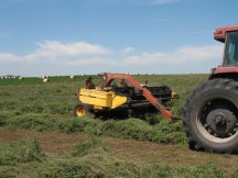 Making hay