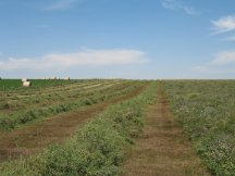 Making hay