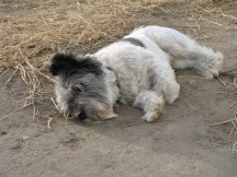 Our 3 puppies just laze around