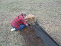 Planting the last caragana