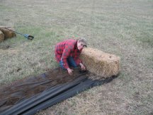 Planting the last caragana