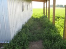 Lots of alfalfa in the LeanTo