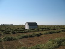 Garden Shed