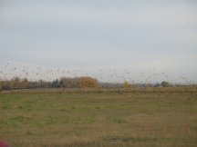Flock of birds