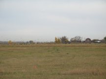 Flock of birds