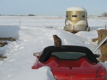 Callie on the car