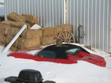 Callie on the car