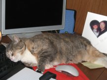 Callie has found a favourite spot