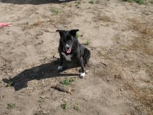Chicago kills her first golpher