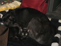 The critters settle in