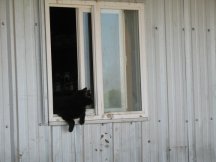 Ebony hangin out.