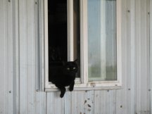 Ebony hangin out.