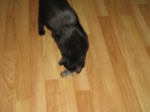 Ebony brings us a mouse