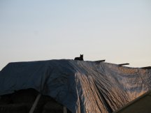 Ebony on the hay stack