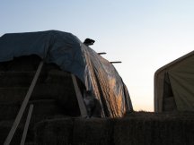 Ebony on the hay stack