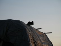 Ebony on the hay stack