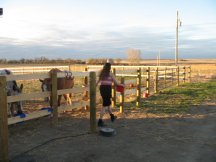 Tracy feeding the horses