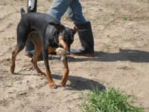 Parker with a gopher