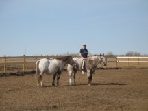 Tracy takes her first ride in the new arena