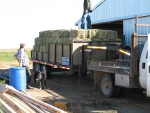 Our first hay sale