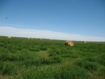 Nothing but Hay