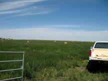 Nothing but Hay