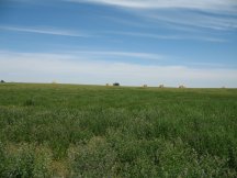 Nothing but Hay