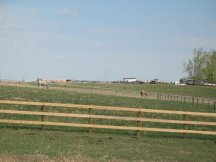 Horses glad to be out in their new pasture