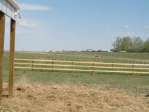 Horses glad to be out in their new pasture