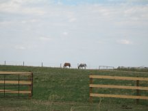 Horses glad to be out in their new pasture