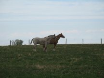 Horses glad to be out in their new pasture