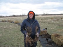 Planting lilacs