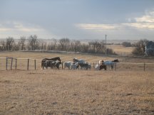 Minis loose in our pasture