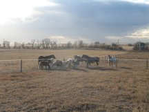 Minis loose in our pasture