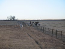 Making their way home