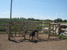New horse stalls
