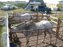New horse stalls
