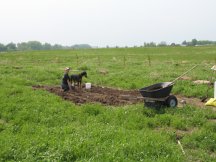 Planting Asparagus